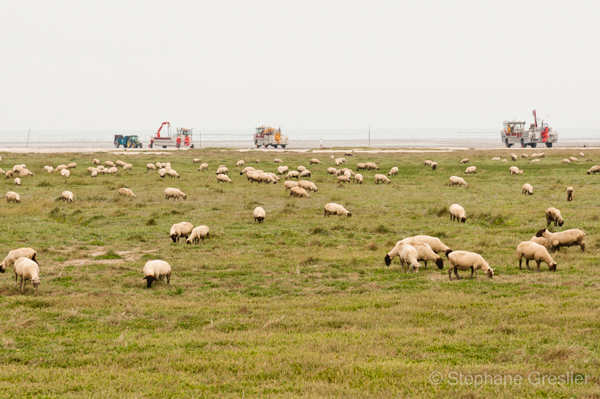 Reportage